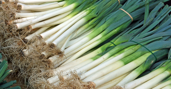 🌱 Tout savoir sur le poireau