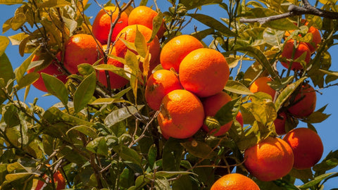 🍊 Quand commence la saison des clémentines de Corse ?