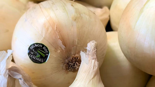 Oignon doux des Cévennes AOP 🧅 : histoire, bienfaits et recettes gourmandes