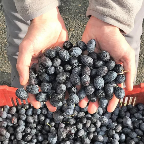NYONS PDO black olives
