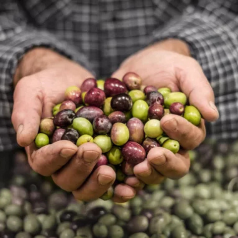 Rotating olives of the Rougette variety from Ardèche