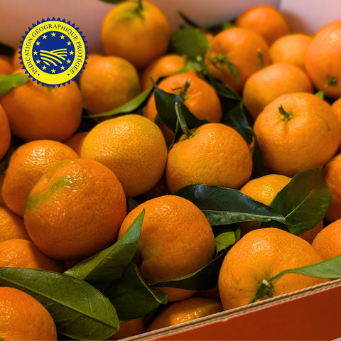 🍊 Clémentines de Corse IGP – Carton 5kg