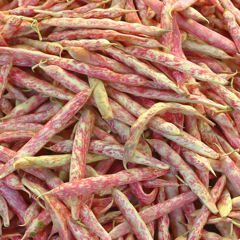🌿 Haricots Borlotti – 1 kg