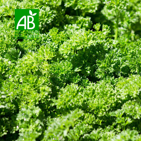 🌿 Organic Curly Parsley – 1 Bunch