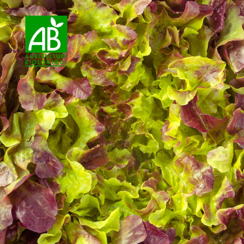🥗 Organic Red Oak Leaf Salad – 1 piece