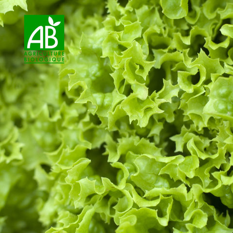 🥬 Organic Batavia – 1 Piece