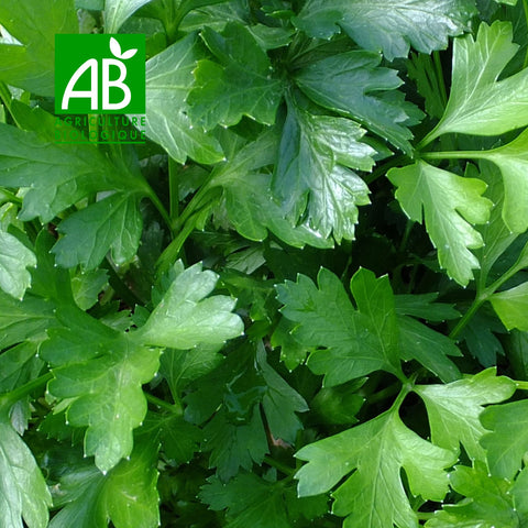 🌿 ORGANIC Flat Leaf Parsley – 1 Bunch