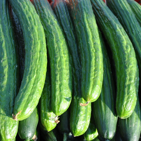 🥒 Concombre – 1 Pièce