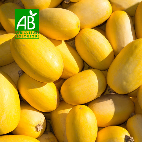 🎃 Courge Spaghetti BIO – 1 pièce (≈ 1 à 1,5 kg)