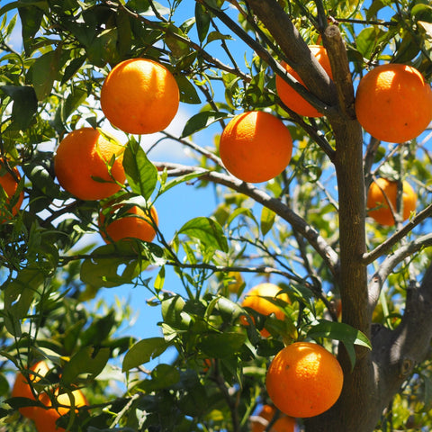 Orange Corse - 1kg - Neary - Fruits - Livraison à domicile