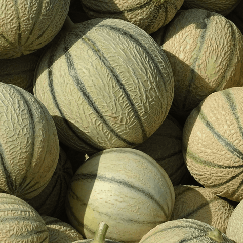 Melon Charentais - Origine France - Neary - Fruits - Livraison à domicile Nancy Metz