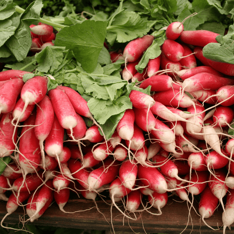 Radis - La botte - Neary - Légumes - Livraison à domicile