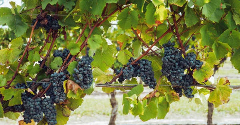 Pourquoi le raisin du Ventoux AOP est unique : 5 secrets à connaître avant de le déguster - Neary - Livraison panier de fruits et légumes