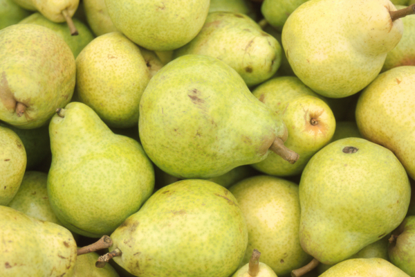 🍐 Tout savoir sur la poire