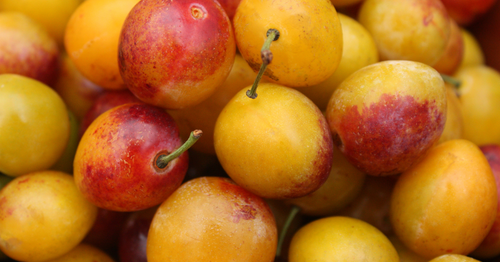 🍈 Tout savoir sur la Mirabelle de Lorraine