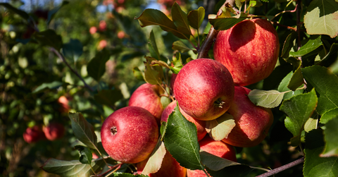 🍏 Tout savoir sur la pomme - Neary - Livraison panier de fruits et légumes