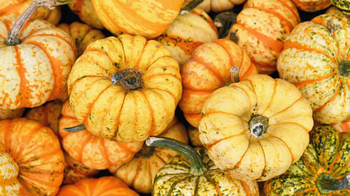 Combien pèse une courge moyenne ?