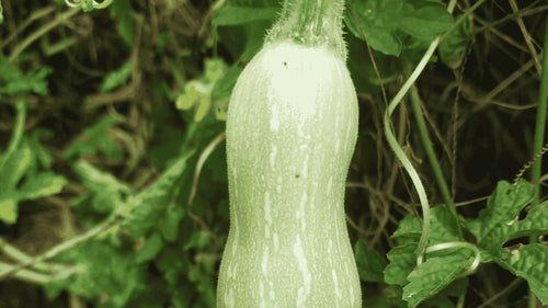 Peut-on manger une courge verte immature ?