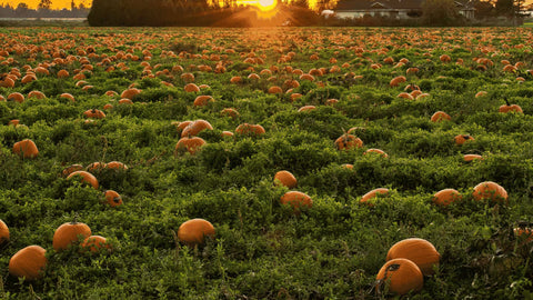 Comment planter les graines de courge au potager ?