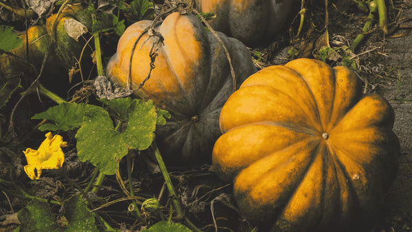 Quelle est la saison des courges en France ?