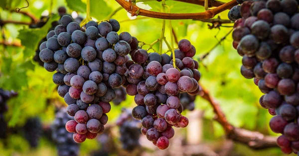🍇 Le Raisin du Ventoux AOP : un trésor de fin d’été
