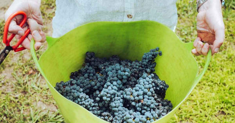 Bienfaits nutritionnels du raisin Ventoux AOP : énergie, vitamines et antioxydants