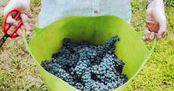 Bienfaits nutritionnels du raisin Ventoux AOP : énergie, vitamines et antioxydants