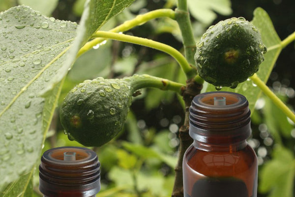 Fig Oil: Benefits, Uses, and Tips for Glowing Skin 