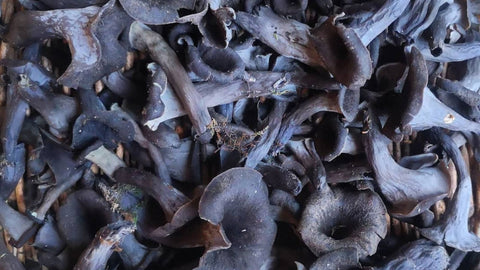 Comment faire sécher mes trompettes de la mort et les cuisiner 🍄