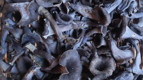 Comment faire sécher mes trompettes de la mort et les cuisiner 🍄