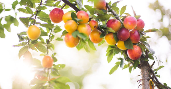 Mirabelle de Lorraine: history, terroir and AOP appellation 