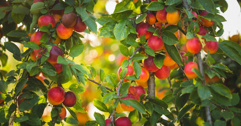 La saison de la mirabelle : du verger à l’assiette 🍑