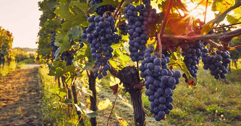 Raisin du Ventoux AOP : Différences de Goût, de Culture et de Qualité face aux Autres Raisins - Neary - Livraison panier de fruits et légumes