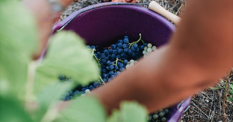 Raisin du Ventoux AOP : Guide pour l’acheter et le reconnaître facilement - Neary - Livraison panier de fruits et légumes