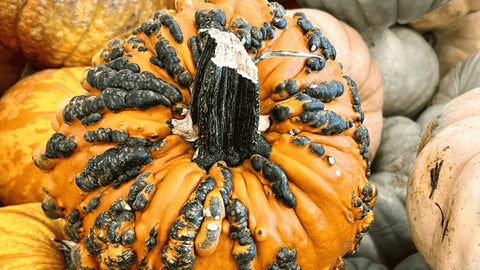 Pourquoi ma courge a des taches blanches ?