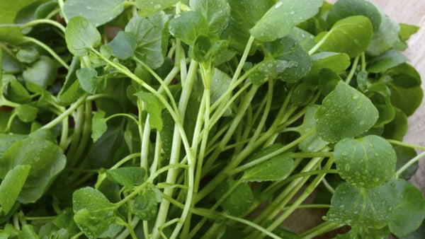 Cresson : bienfaits, saison, idées cuisine et astuces