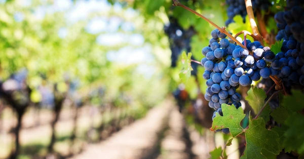 Saison du raisin Ventoux AOP : période idéale de dégustation et conseils de conservation - Neary - Livraison panier de fruits et légumes