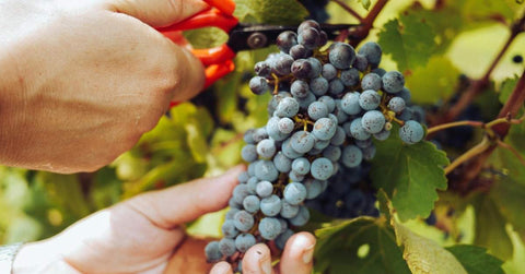 Rendez votre salade exceptionnelle avec les raisins du Ventoux AOP : l’ingrédient secret des chefs - Neary - Livraison panier de fruits et légumes