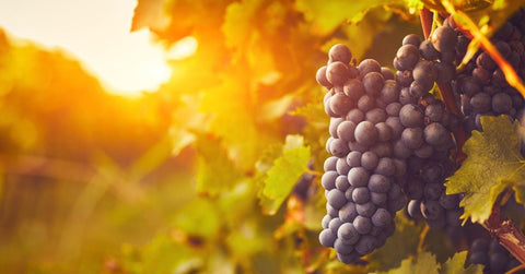 Pourquoi l’AOP Ventoux est Unique : Terroir, Savoir-Faire et Spécificités Viticoles - Neary - Livraison panier de fruits et légumes