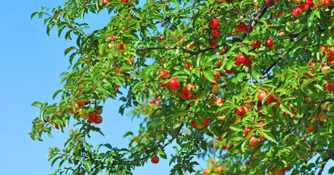 Calendrier des fruits et légumes IGP - AOP français
