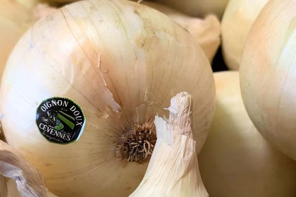 Sweet onion from the Cévennes AOP 🧅: history, benefits and gourmet recipes 