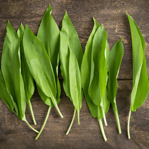 Recette ail des ours : une sauce aromatique à déguster sans modération - Neary