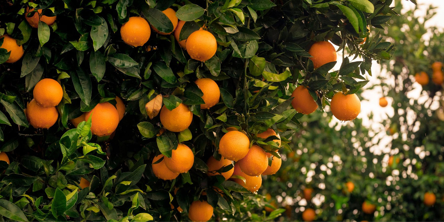 Sélection de fruits et légumes frais de saison, terroir français