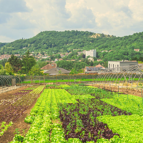 🌱 Radis roses – 1 botte