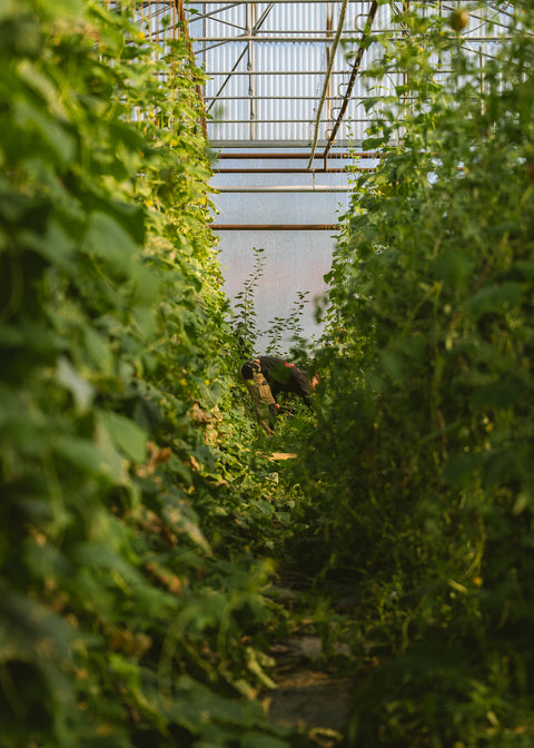 🥬 Panier de Légumes BIO – Ferme des Terres Noires