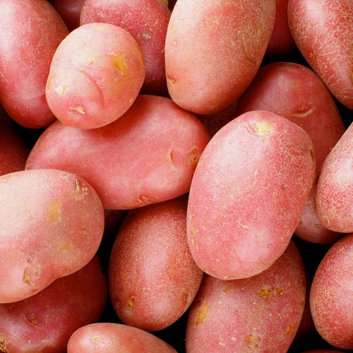 🥔 Pommes de Terre Chérie – Sachet de 2,5kg