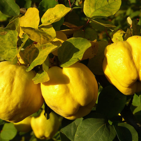 🍐 Coing – 1 kg