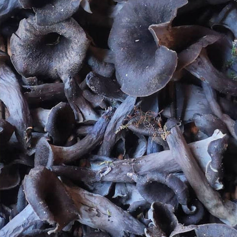 🍄 Trompettes de la mort fraîches – 1 kg | Récoltées en Lorraine