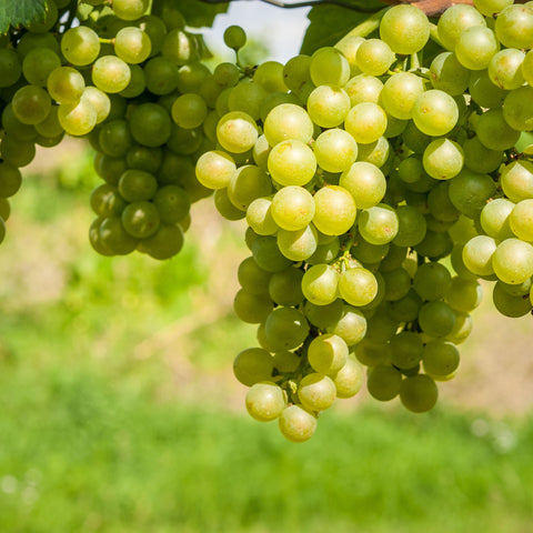 🍇 Raisin blanc Italia 🇮🇹 – 1 kg – 100% extra, origine Sicile 🇮🇹