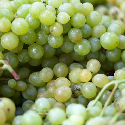 🍇 Raisin blanc Italia 🇮🇹 – 1 kg – 100% extra, origine Sicile 🇮🇹